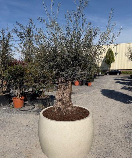 Olivenbaum in polystone topf