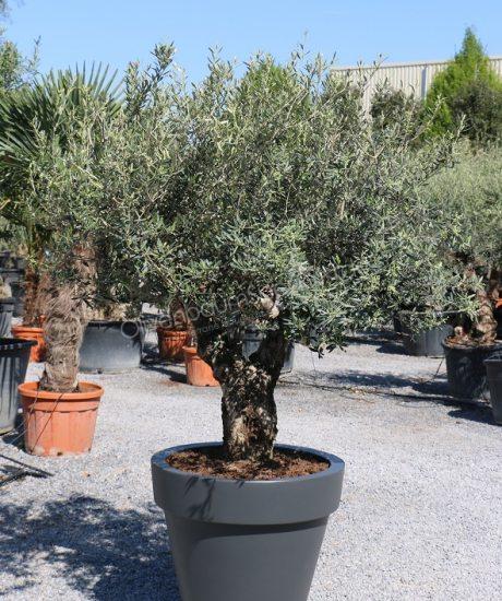 Olivenbaum im ELHO Pflanzkubel kaufen