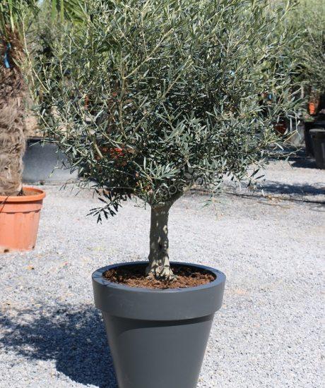 Olivenbaum im ELHO Pflanzkubel
