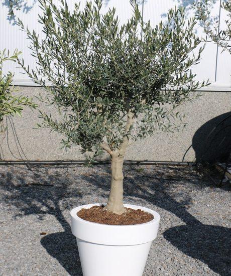 Olivenbaum im ELHO Pflanzkubel 