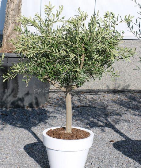 Olivenbaum im ELHO Pflanzkubel kaufen