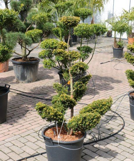 Taxus Garten bonsai kaufen