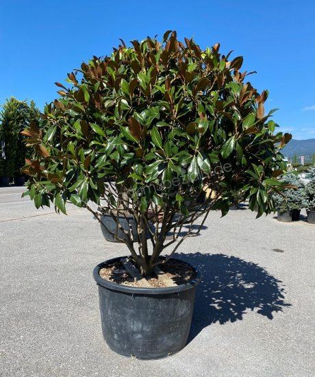 Magnolia grandiflora Mehrstamm kaufen