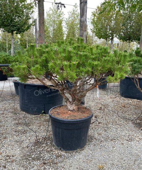 Pinus brevifolia kaufen
