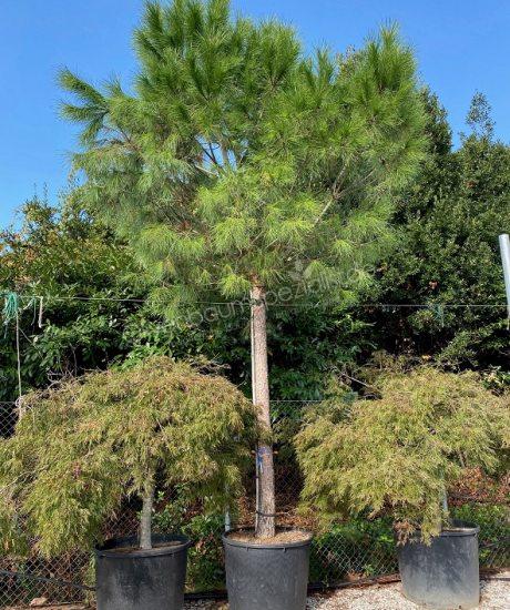 Pinus pinea hochstamm kaufen