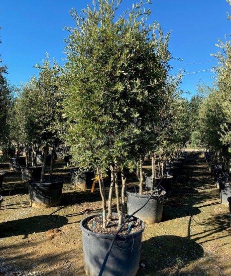 Quercus Ilex Mehrstamm kaufen