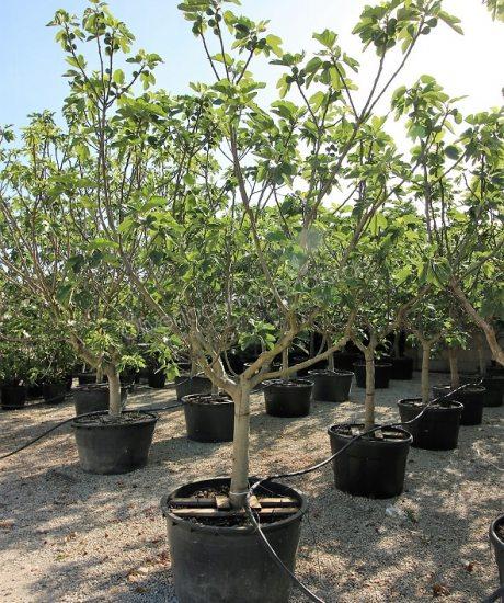 Toskanischer Ficus Carica Kurzstamm kaufen
