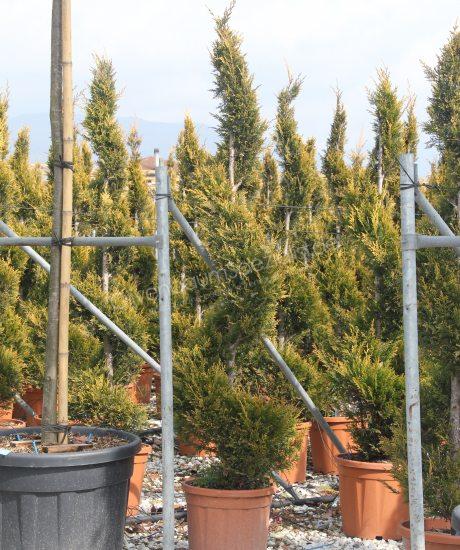 Cupressocyparis leylandii 'Castlewellan Gold' kaufen