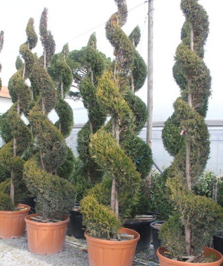 Cupressocyparis leylandii 'Castlewellan Gold' kaufen