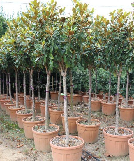 Magnolia grandiflora Kurzstamm kaufen 