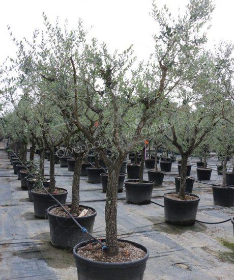 Olivenbaum Forma Toscana (Bestseller!)