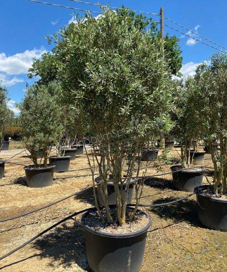 Forma Toscana mehrstämmiger Olivenbaum im Topf