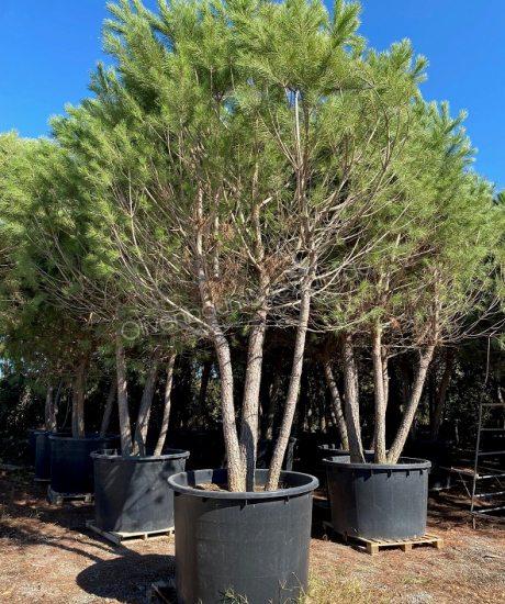Pinus pinea Mehrstamm kaufen