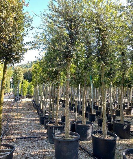 Quercus suber Hochstamm Kaufen