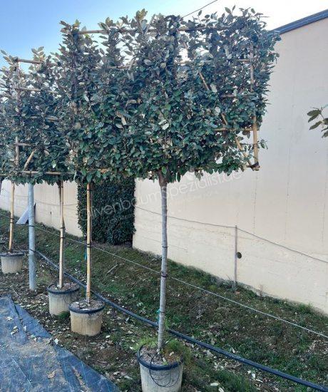 Elaeagnus ebbingei Spalierbaum kaufen