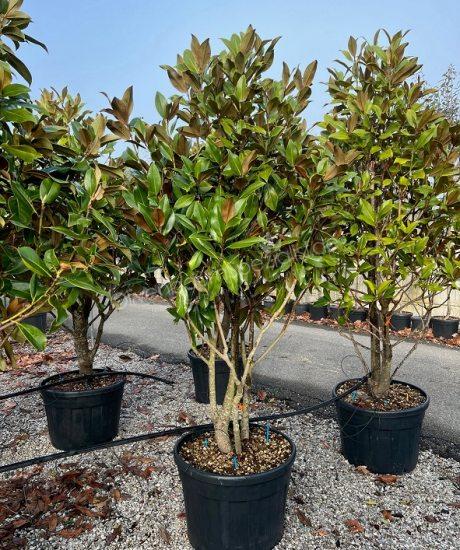 Magnolia grandiflora Mehrstamm kaufen