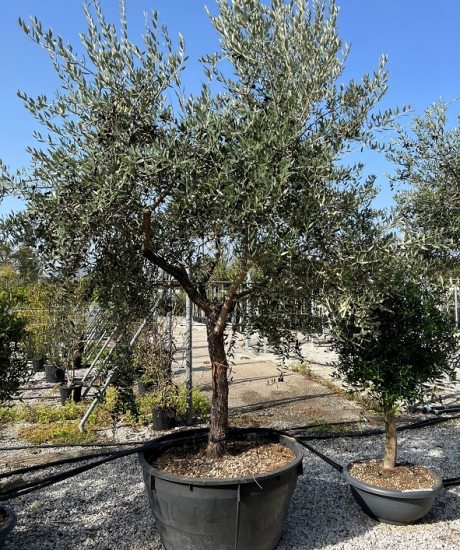 Toskanischer Olivenbaum kaufen