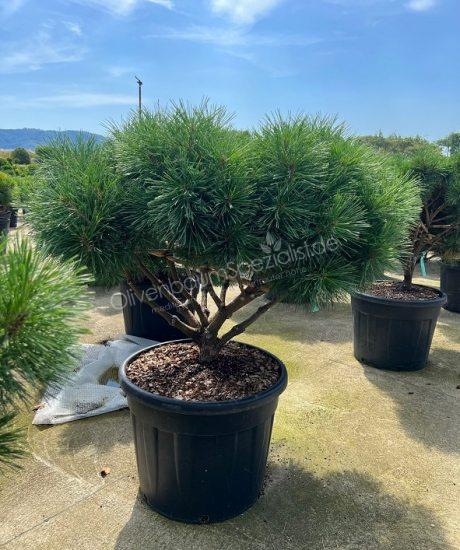 Pinus brevifolia kaufen