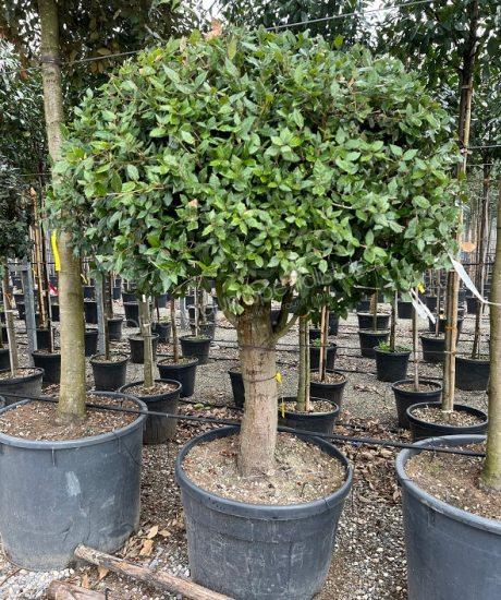 Quercus Ilex Kurzstamm kaufen