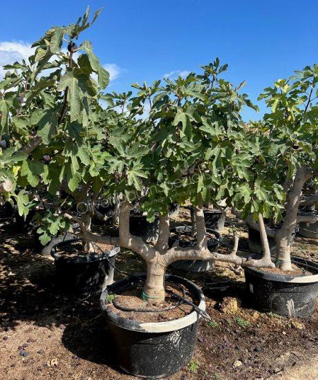 Ficus carica Kurzstamm kaufen