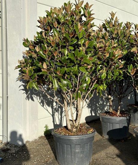Magnolia grandiflora "Gallisoniensis"