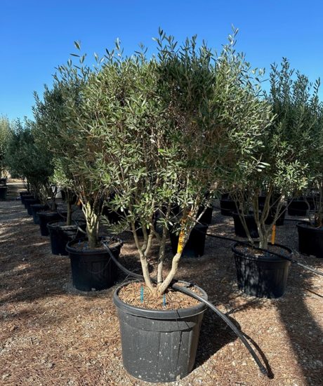Toskanischer Olivenbaum 