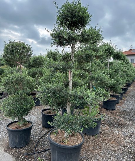 Olivenbaum pom-pom 