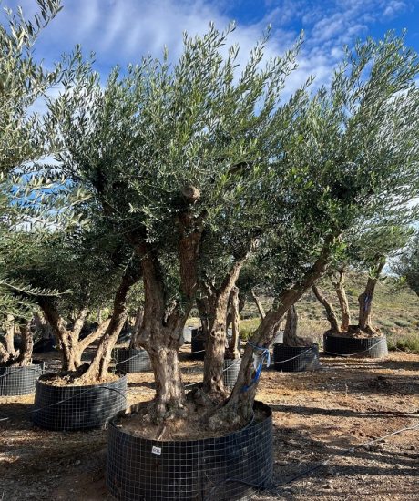 Olivenbaum Provence