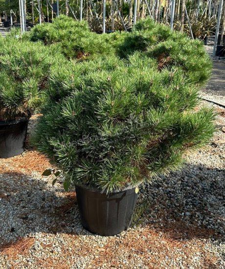 Pinus brepo kugel