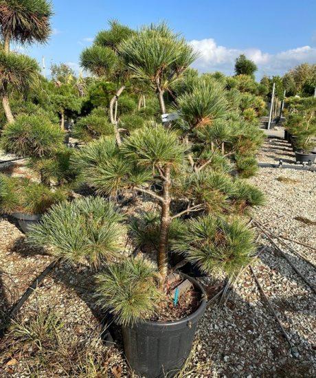 Pinus strobus bonsai kaufen