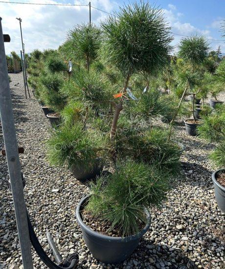 Pinus sylvestris garten bonsai kaufen
