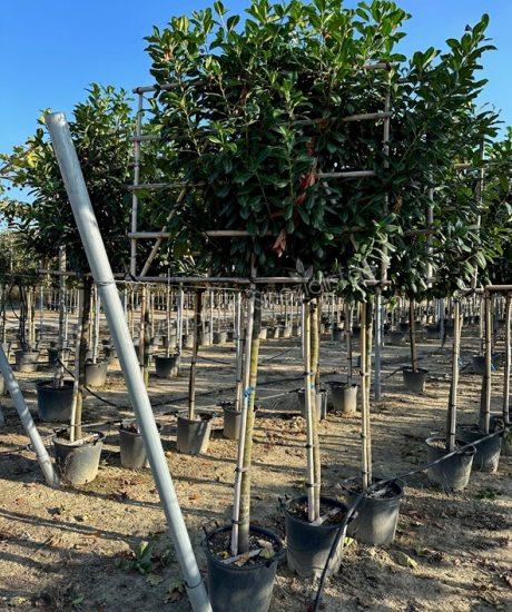 Prunus laurocerasus spalier kaufen