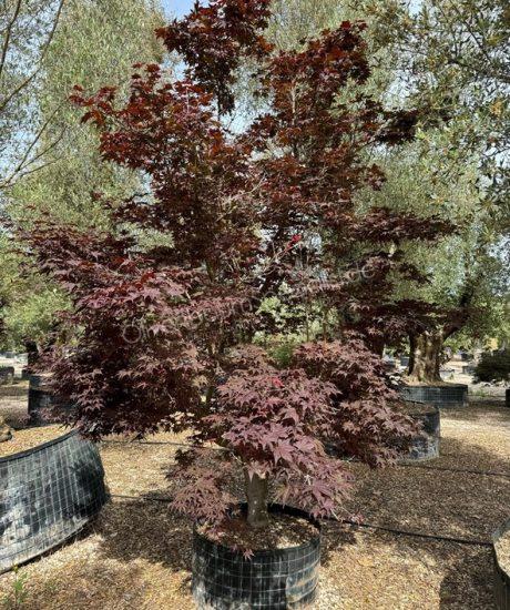 Acer palmatum 'Bloodgood' kaufen Japanischer Ahorn