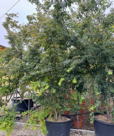 Acer palmatum 'Viride' kaufen Japanischer Ahorn