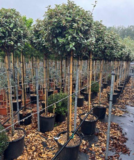 Ölweide 3/4 Stamm Elaeagnus ebbingei