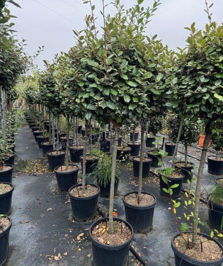 Elaeagnus ebbingei Kurzstamm Ölweide