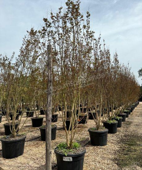 Lagerstroemia indica Mehrstammig Kreppmyrte