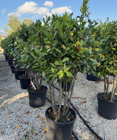 Echter Lorbeer Mehrstämmig kaufen Laurus nobilis