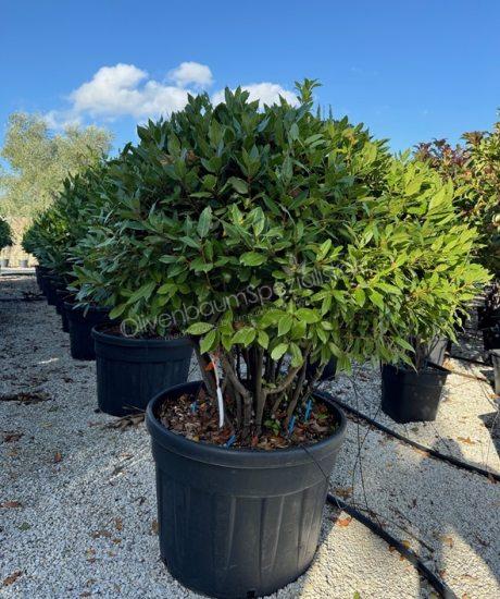 Echter Lorbeer Mehrstamm kaufen Laurus nobilis