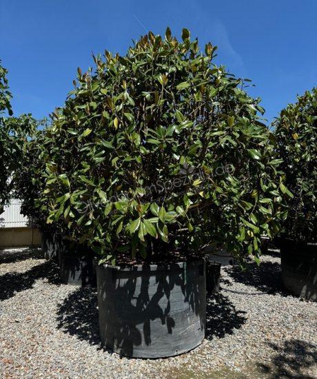 Immergrüne Magnolie Kugel Magnolia grandiflora 'Gallisoniensis'