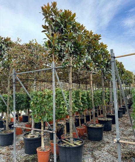 Immergrüne Magnolie Spalierbaum Magnolia grandiflora 'Gallisoniensis'