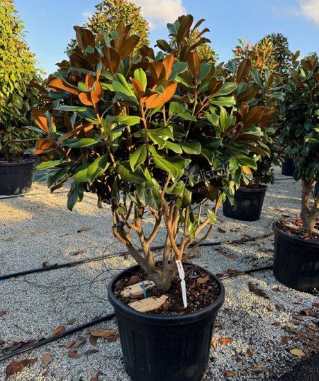 Magnolia grandiflora 'Goliath' Mehrstamm kaufen immergrüne Magnolie