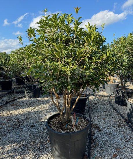 Osmanthus aquifolium Mehrstamm kaufen Stachelblättrige Duftblüte