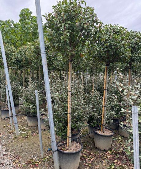 Glanzmispel kaufen Photinia fraseri 'Red Robin'
