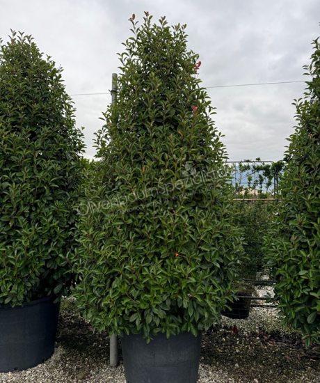 Photinia fraseri 'Red Robin' Pyramidenform kaufen Glanzmispel