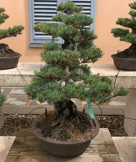 Pinus pentaphylla bonsai kaufen