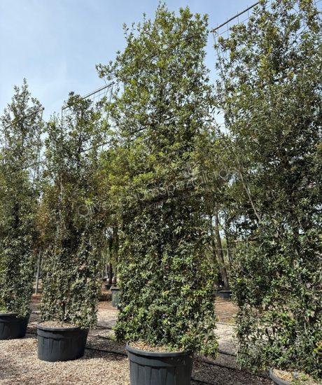 Quercus Ilex Bodenspalier kaufen.