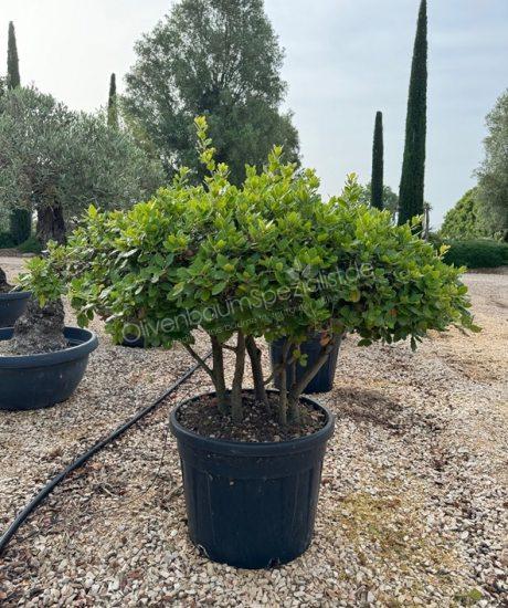 Quercus Ilex Mehrstamm Steineiche