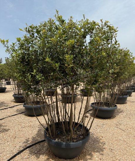 Quercus Ilex Mehrstamm Steineiche