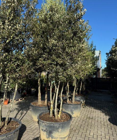 Steineiche Mehrstamm Quercus Ilex